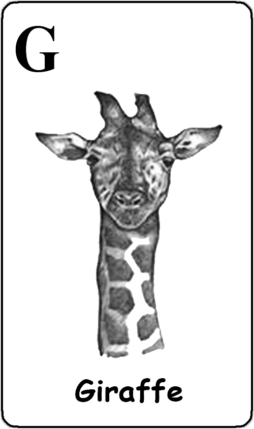 G - Giraffe