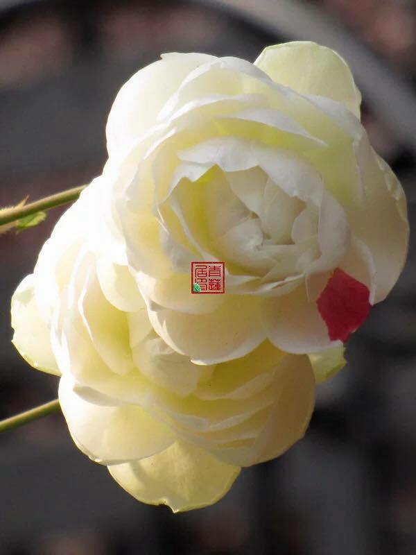 Hai bông hoa hồng trứng trắng cực đẹp