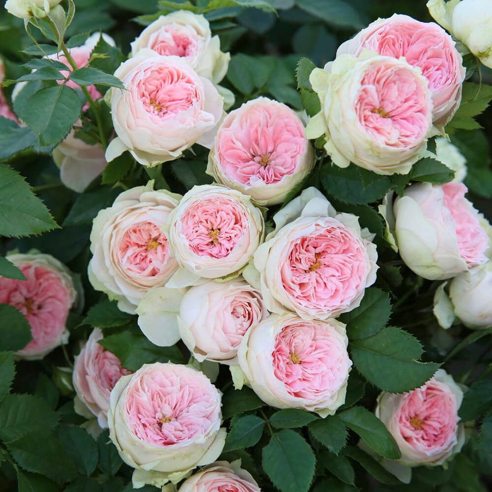 Hoa hồng trứng màu hồng và cánh hoa trắng