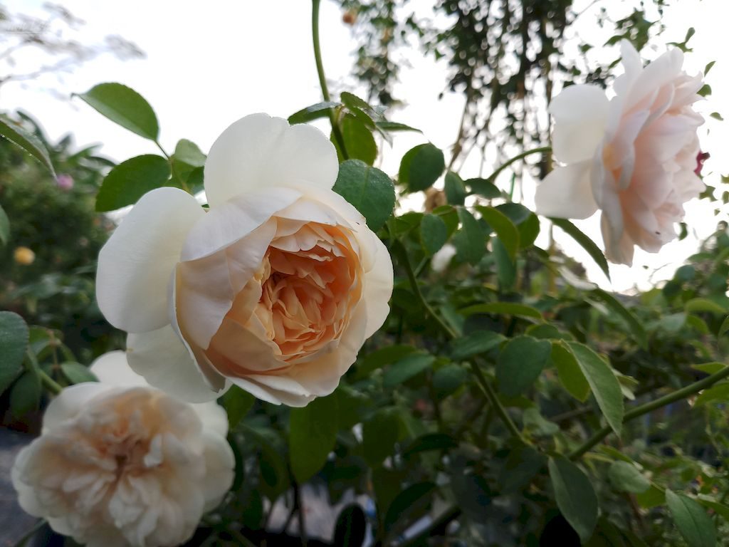 Những bông hoa hồng trắng rất đẹp