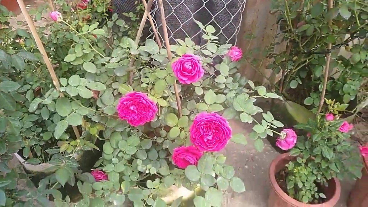 Những bông hoa hồng trứng màu hồng nở từng bông