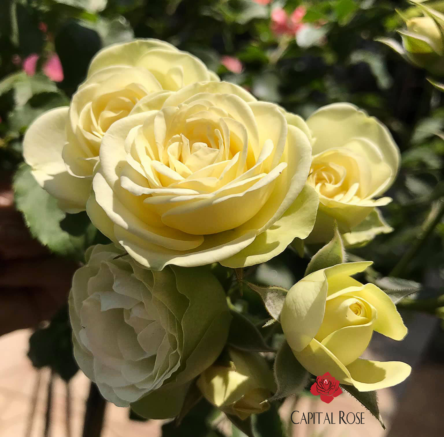 Những bông hoa hồng trứng màu vàng trắng cực đẹp