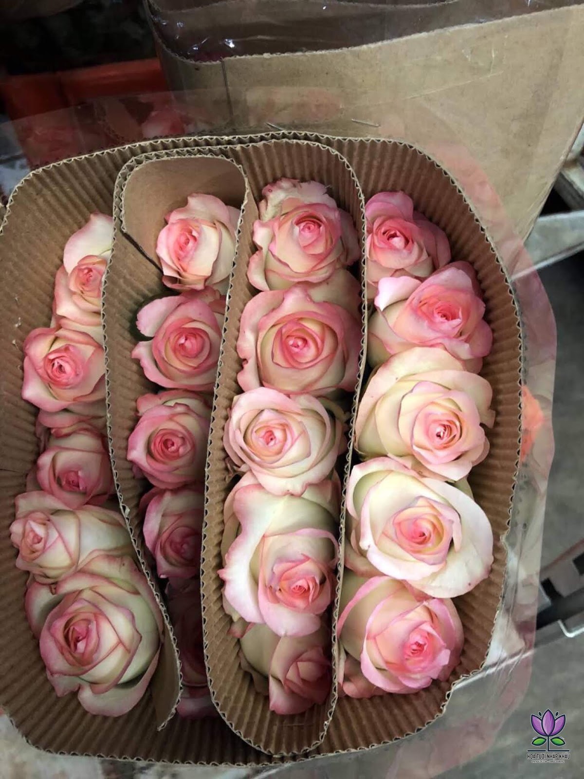 Những bông hoa hồng trứng trắng hồng cực đẹp