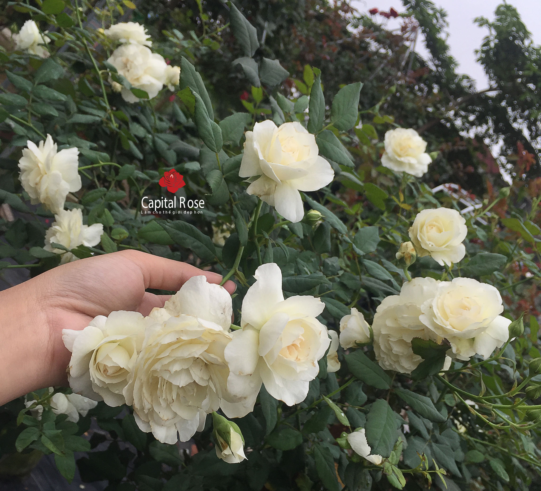 Hoa hồng trứng trắng đẹp