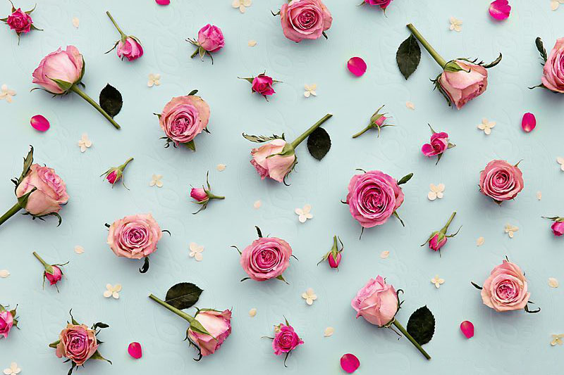 Background hoa hồng cute
