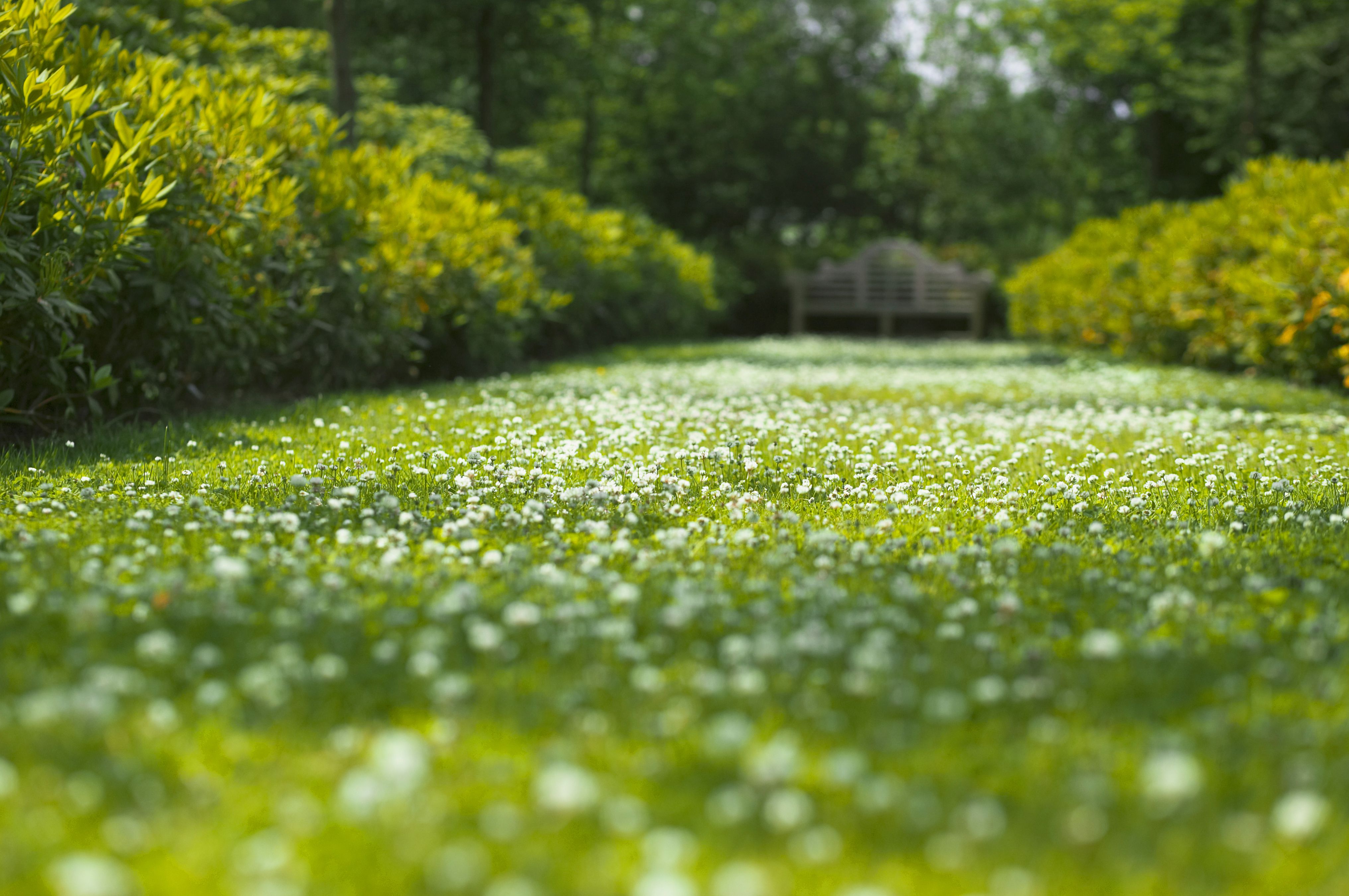 Hình ảnh bãi cỏ xanh hoa trắng