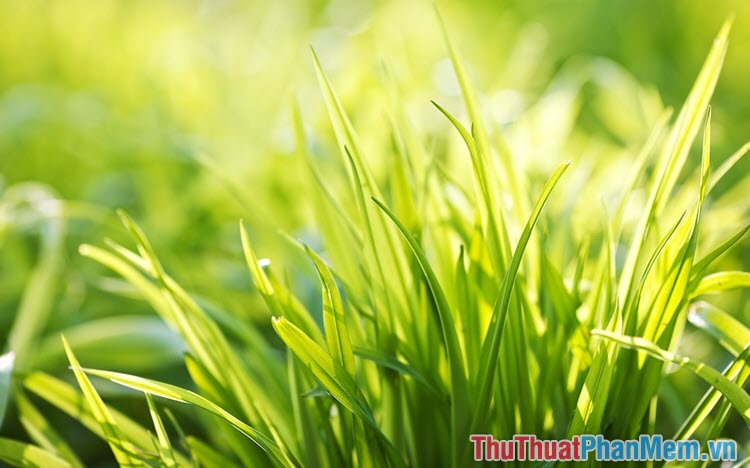 “Beautiful green background” được viết lại thành “Đẹp nền xanh lá cây”