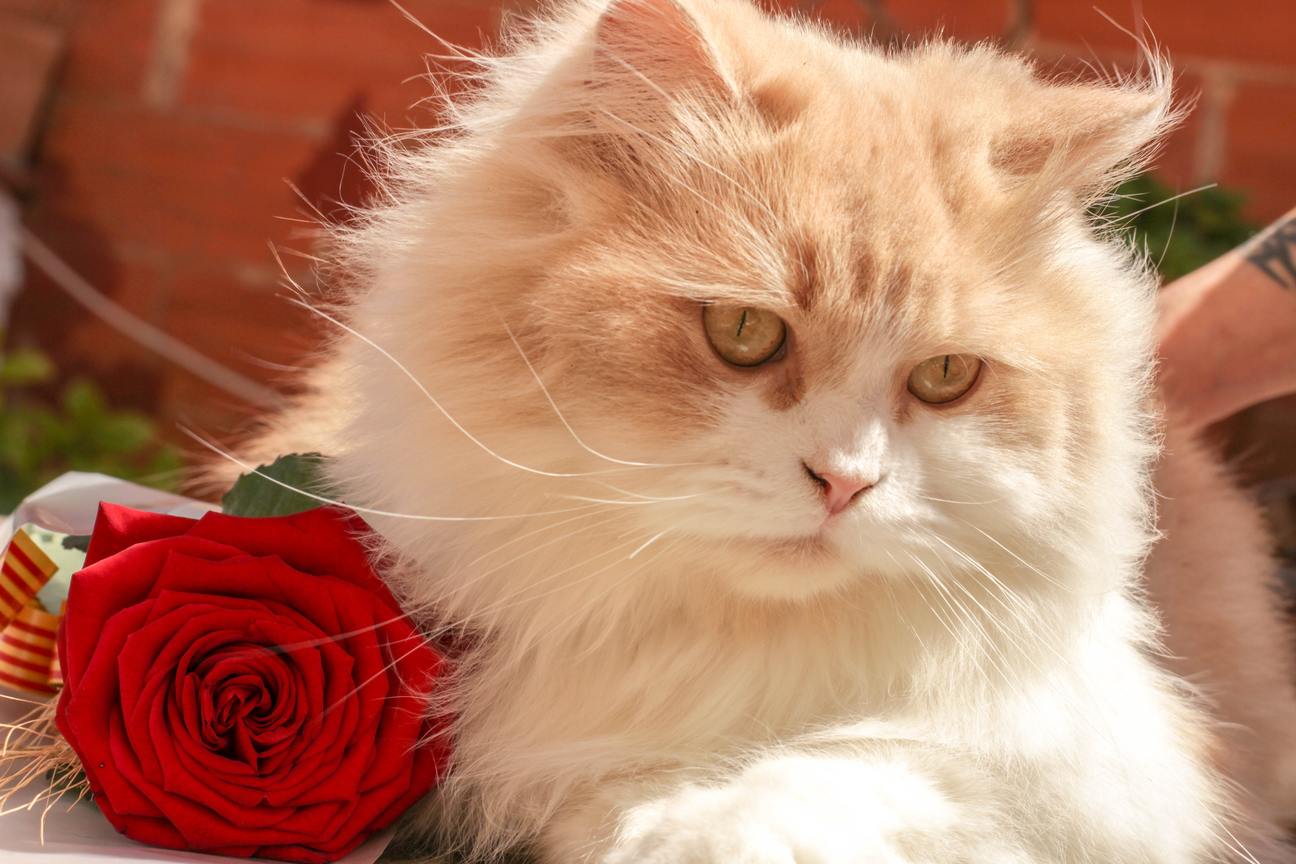 Hình hình họa chú mèo buồn đẹp tuyệt vời nhất thế giới