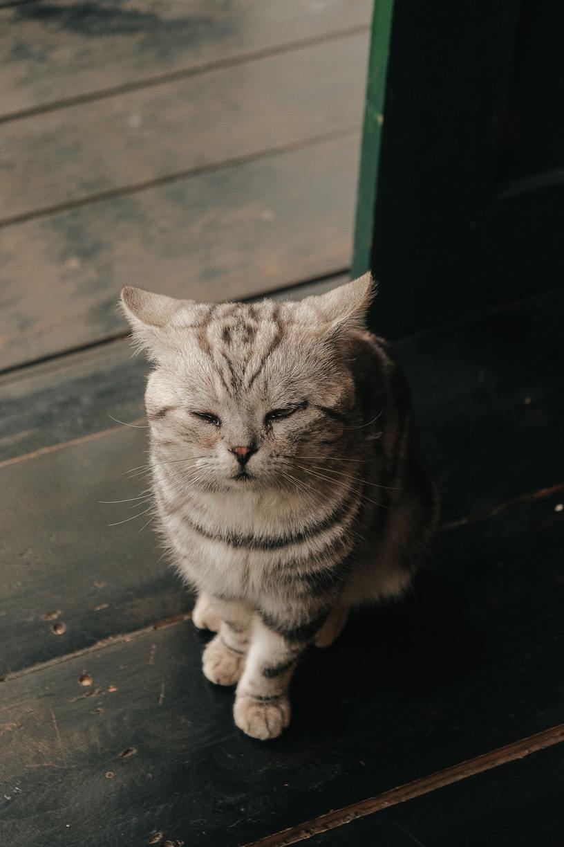 Hình ảnh chú mèo buồn siêu đáng yêu
