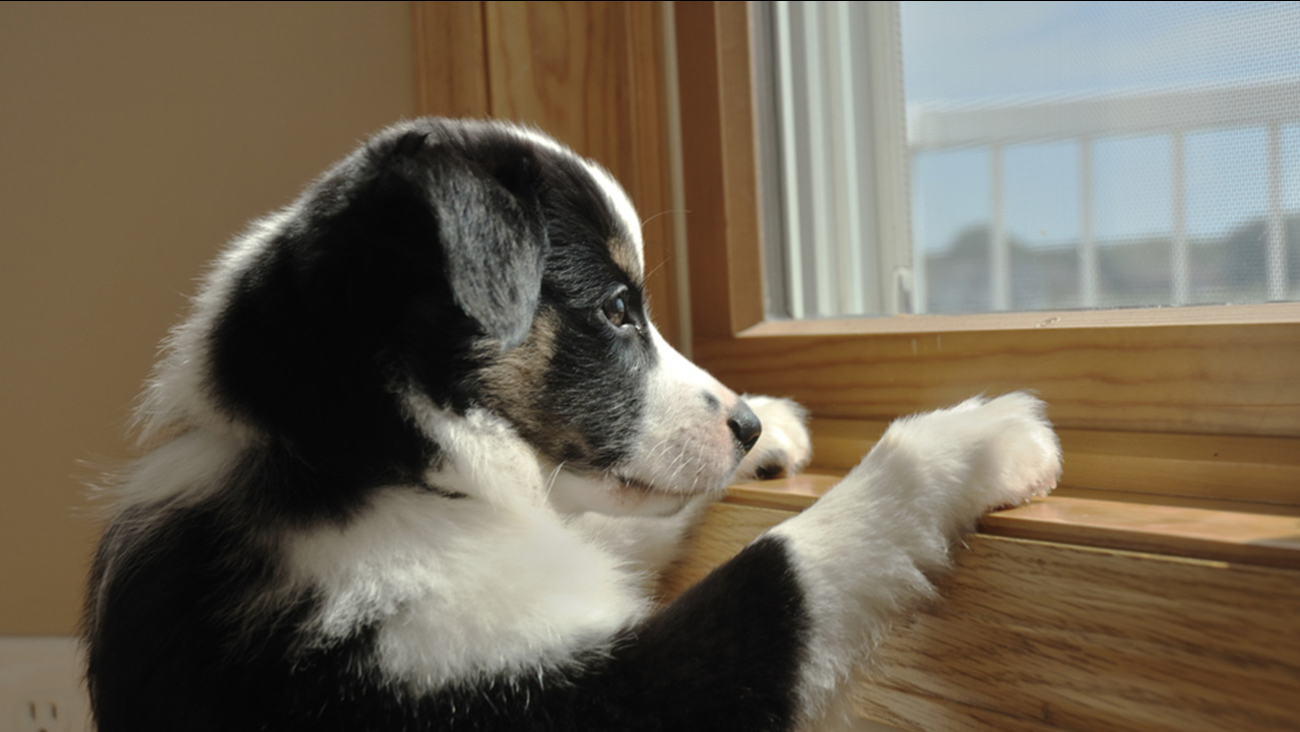 Ảnh chú chó buồn lông đen trắng nhìn ra ngoài cửa sổ