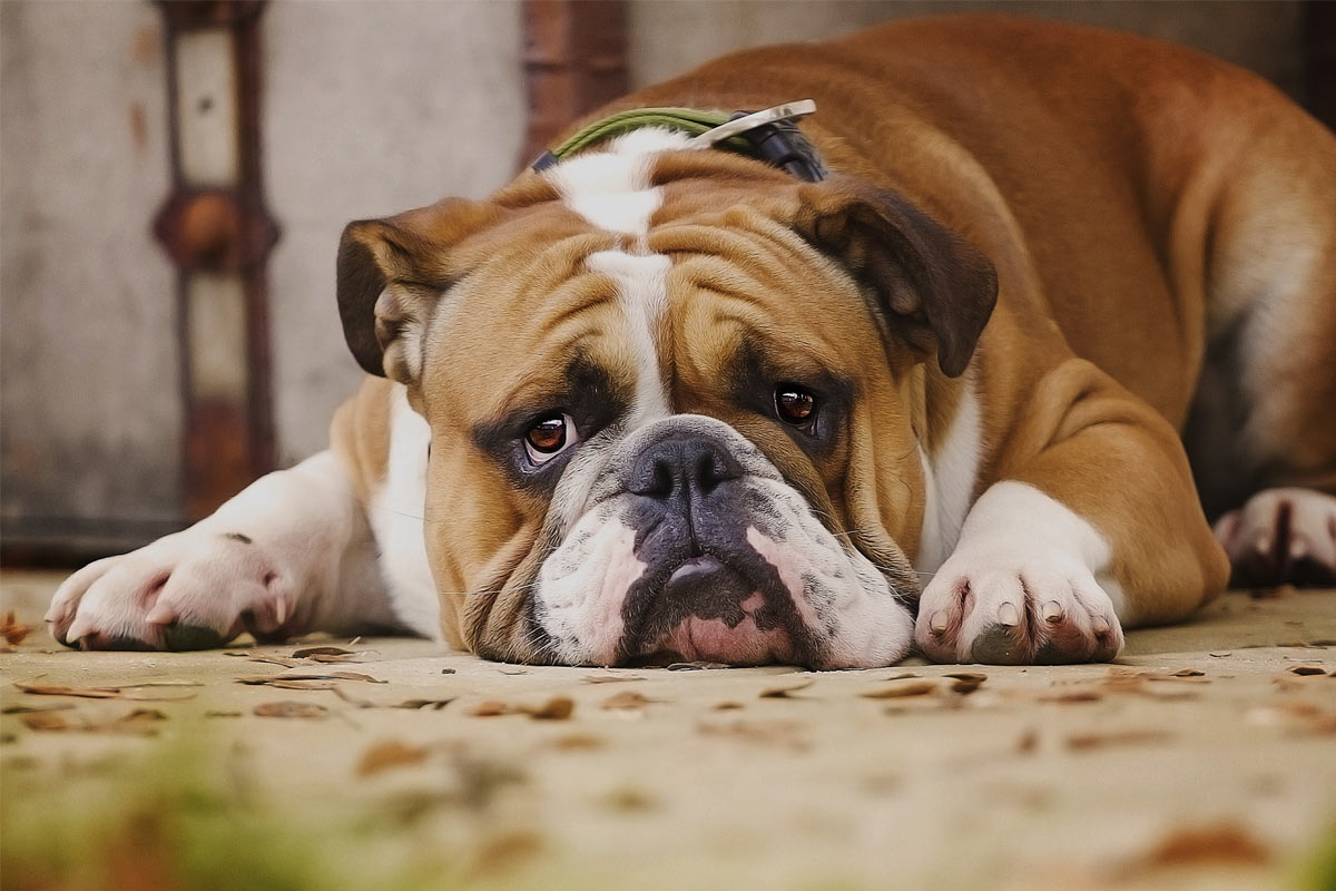 Hình ảnh chú chó bul Pháp buồn