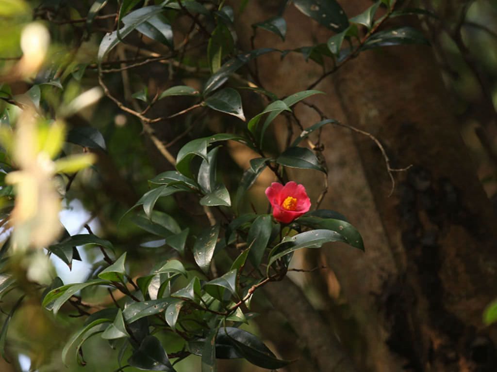 Hình ảnh bông hoa Hải Đường trên cây
