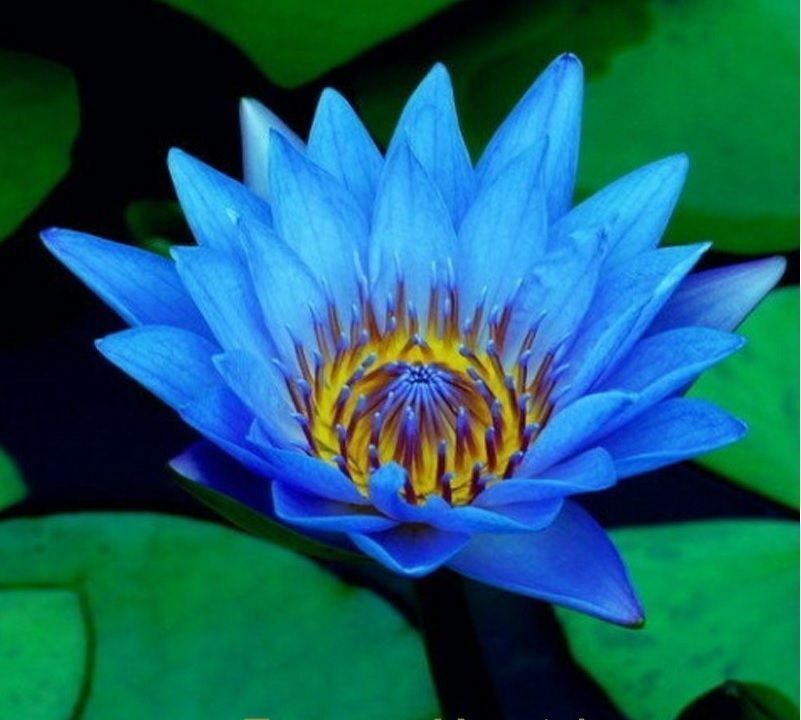Hình ảnh bông hoa sen màu xanh biển
