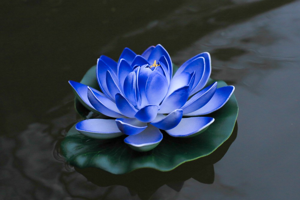 Hình ảnh bông hoa sen xanh biển đẹp nhất