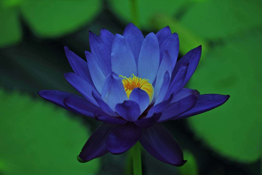 Hình ảnh bông hoa sen xanh tím than đẹp