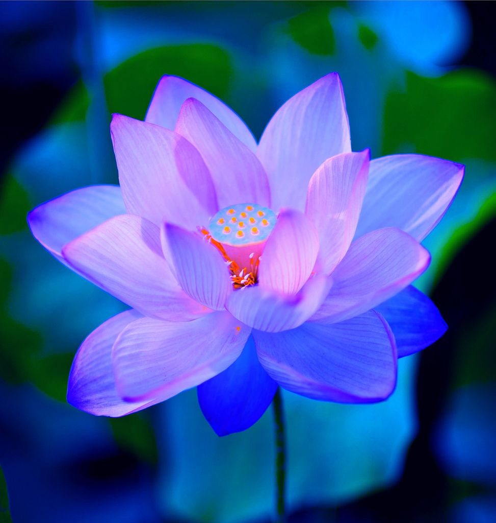 Hình ảnh bông hoa sen xanh tìm