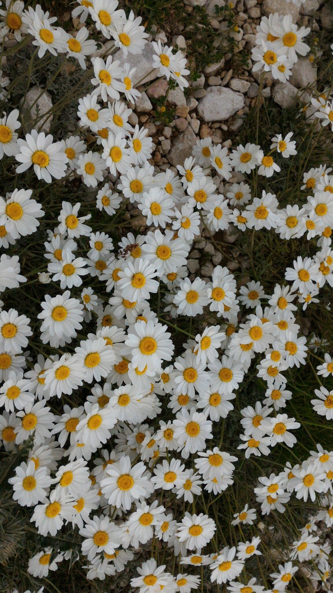 Hình ảnh cánh đồng hoa cúc dại