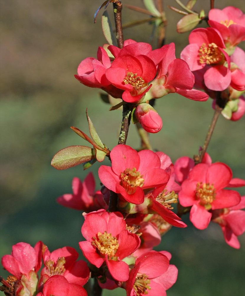 Hình ảnh hoa mai đỏ Bonsai