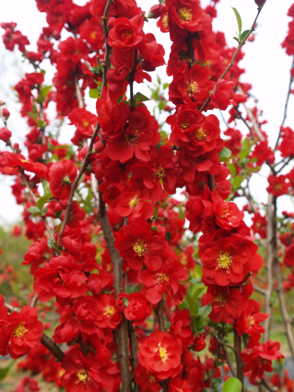 Hình ảnh hoa mai đỏ