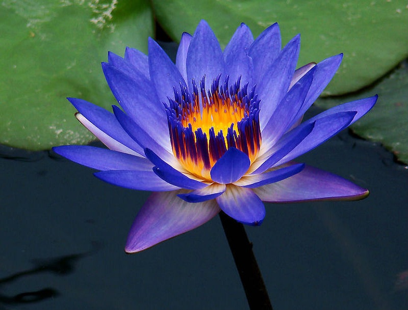 Hình ảnh hoa sen xanh tím than cực đẹp
