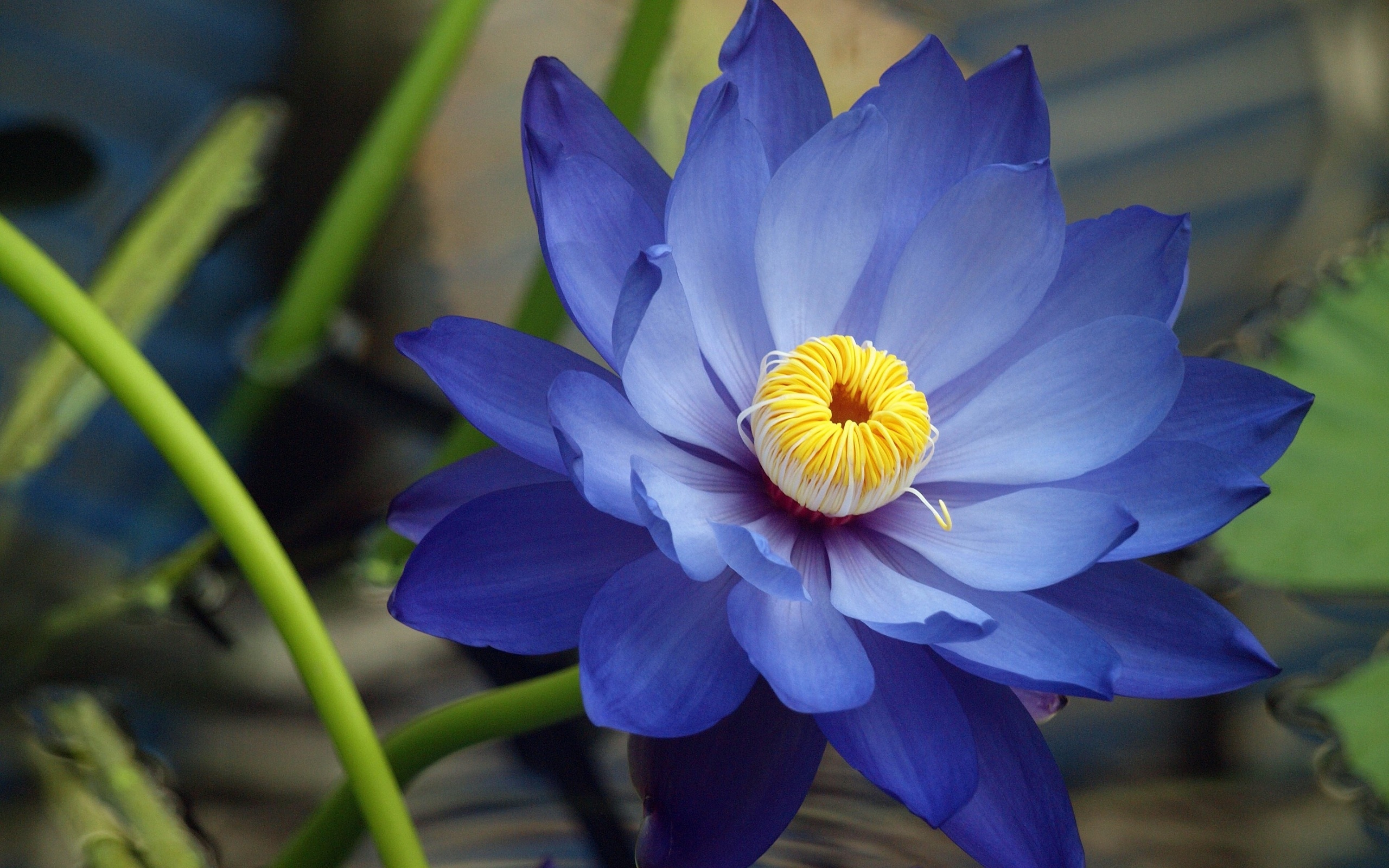 Hình ảnh hoa sen xanh tím than đẹp nhất