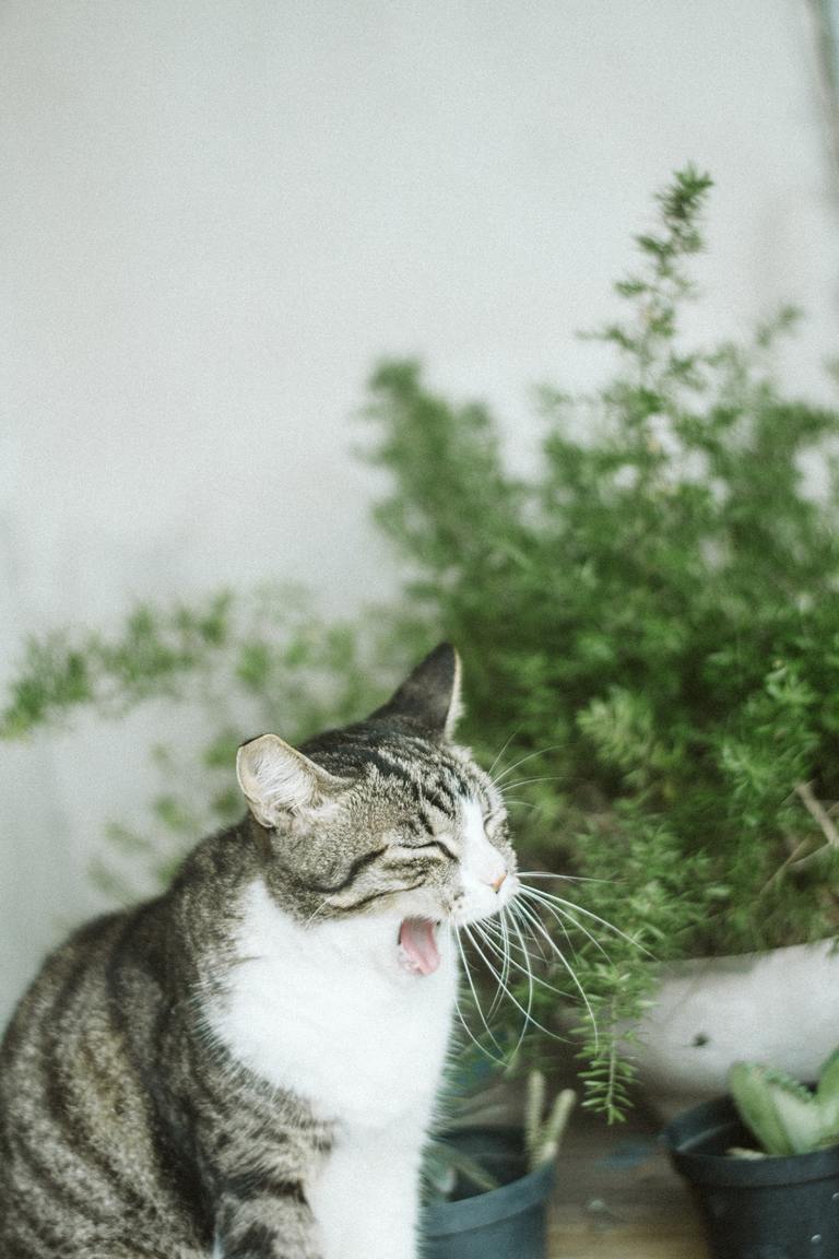 Hình ảnh mèo mướp ngáp