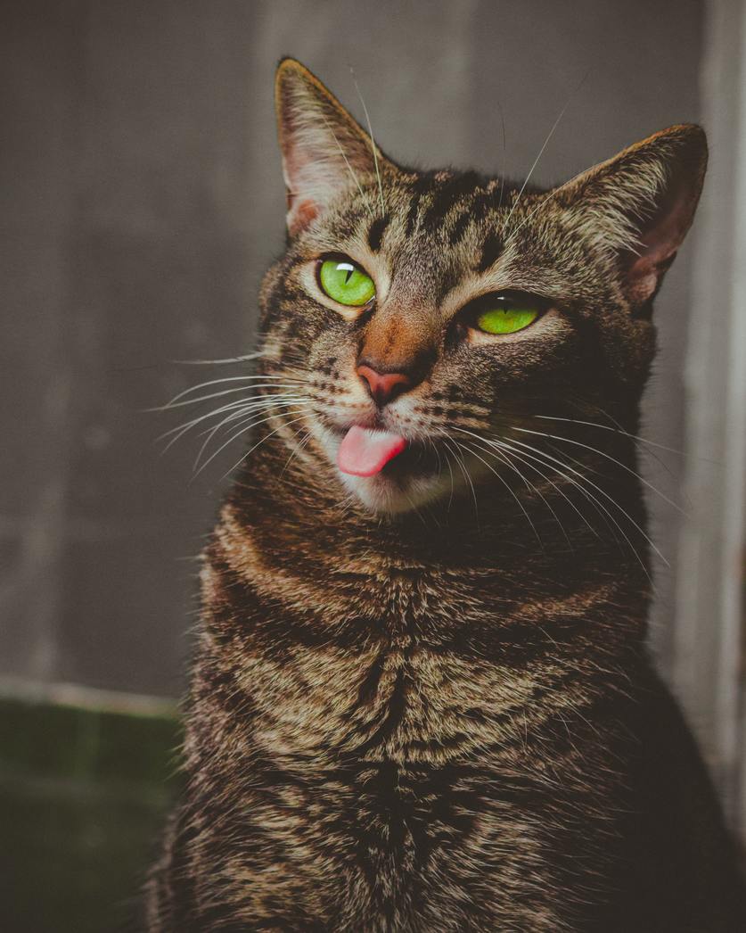 Hình ảnh mèo mướp ngộ nghĩnh nhất thế giới