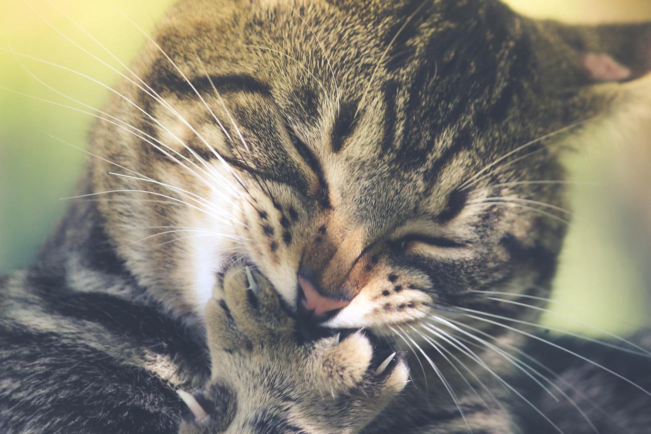 Hình ảnh mèo mướp Việt Nam đáng yêu