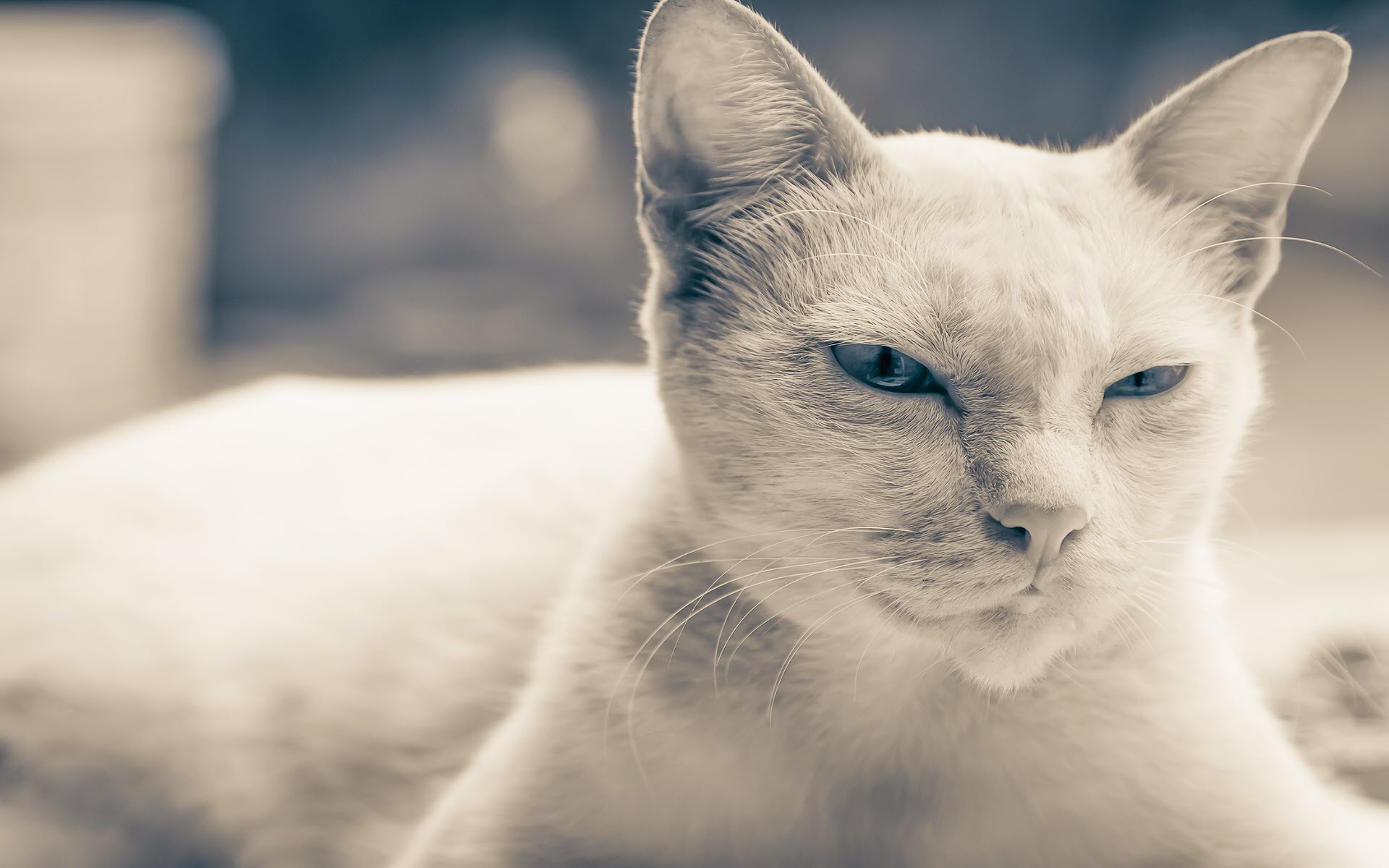 Hình nền mèo màu xám đẹp