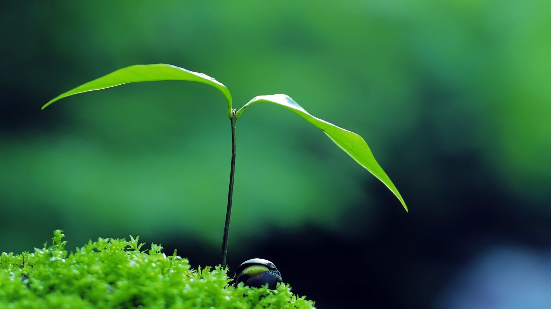 Plant Green Zen Wallpaper Full HD