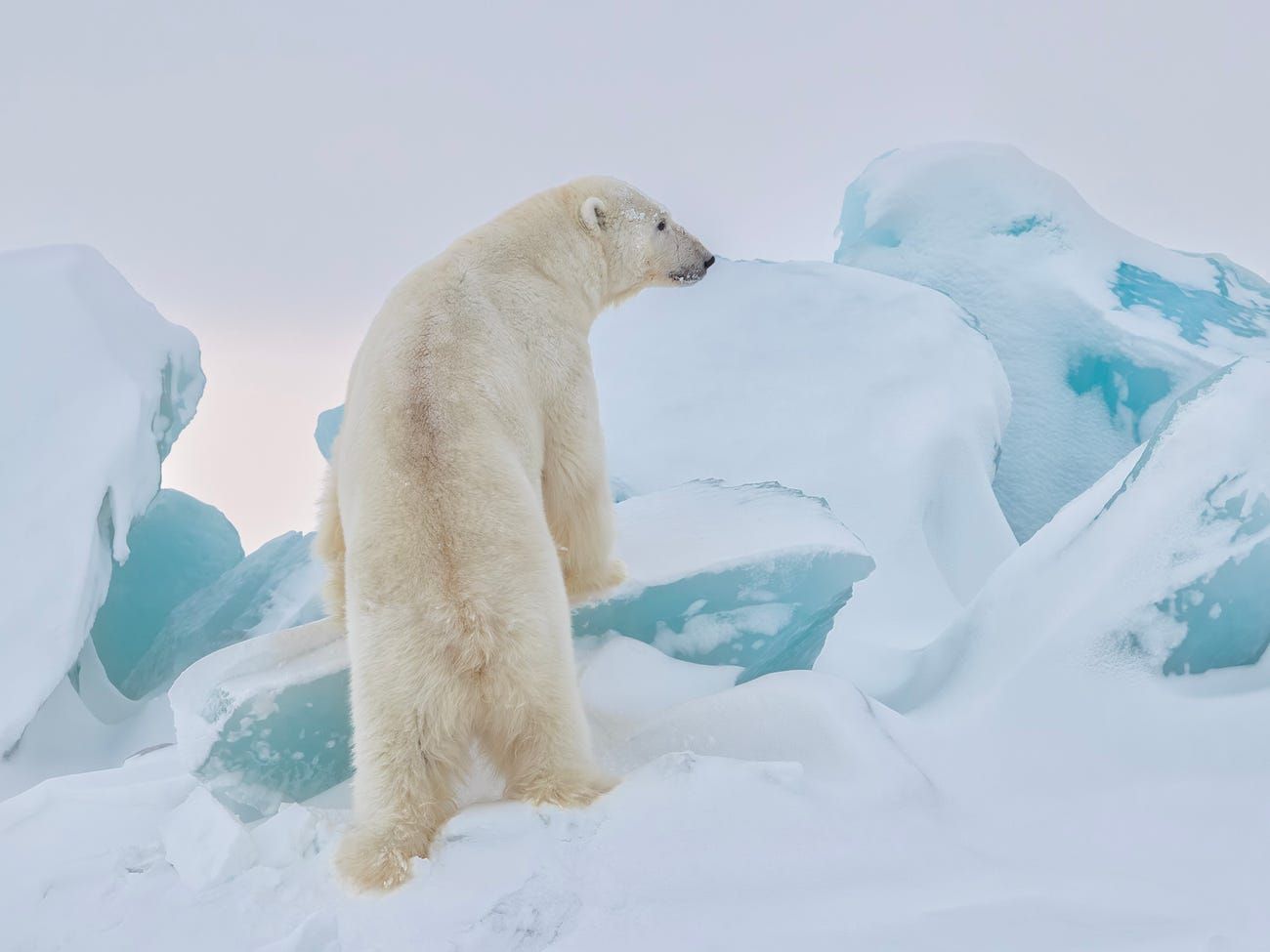 Ảnh chụp gấu bắc cực xuất sắc nhất