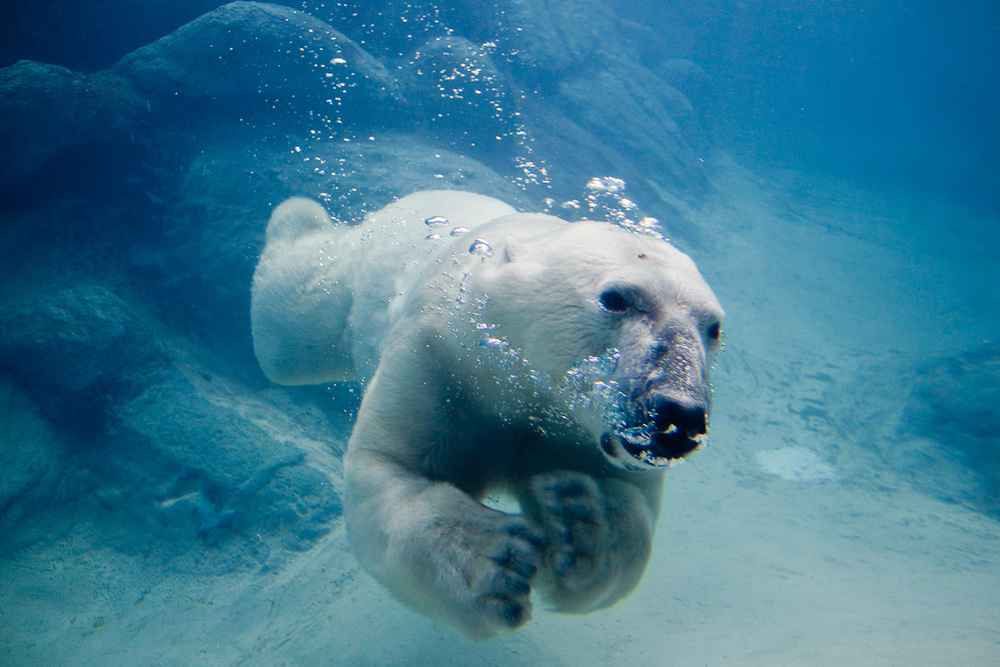 Bức ảnh tuyệt đẹp về gấu bắc cực bơi dưới nước