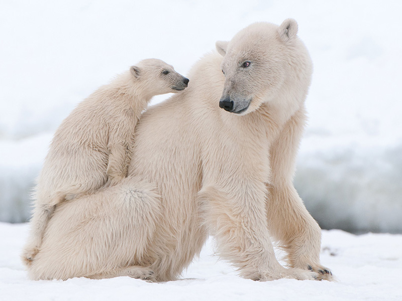 Ảnh gấu bắc cực đẹp nhất thế giới