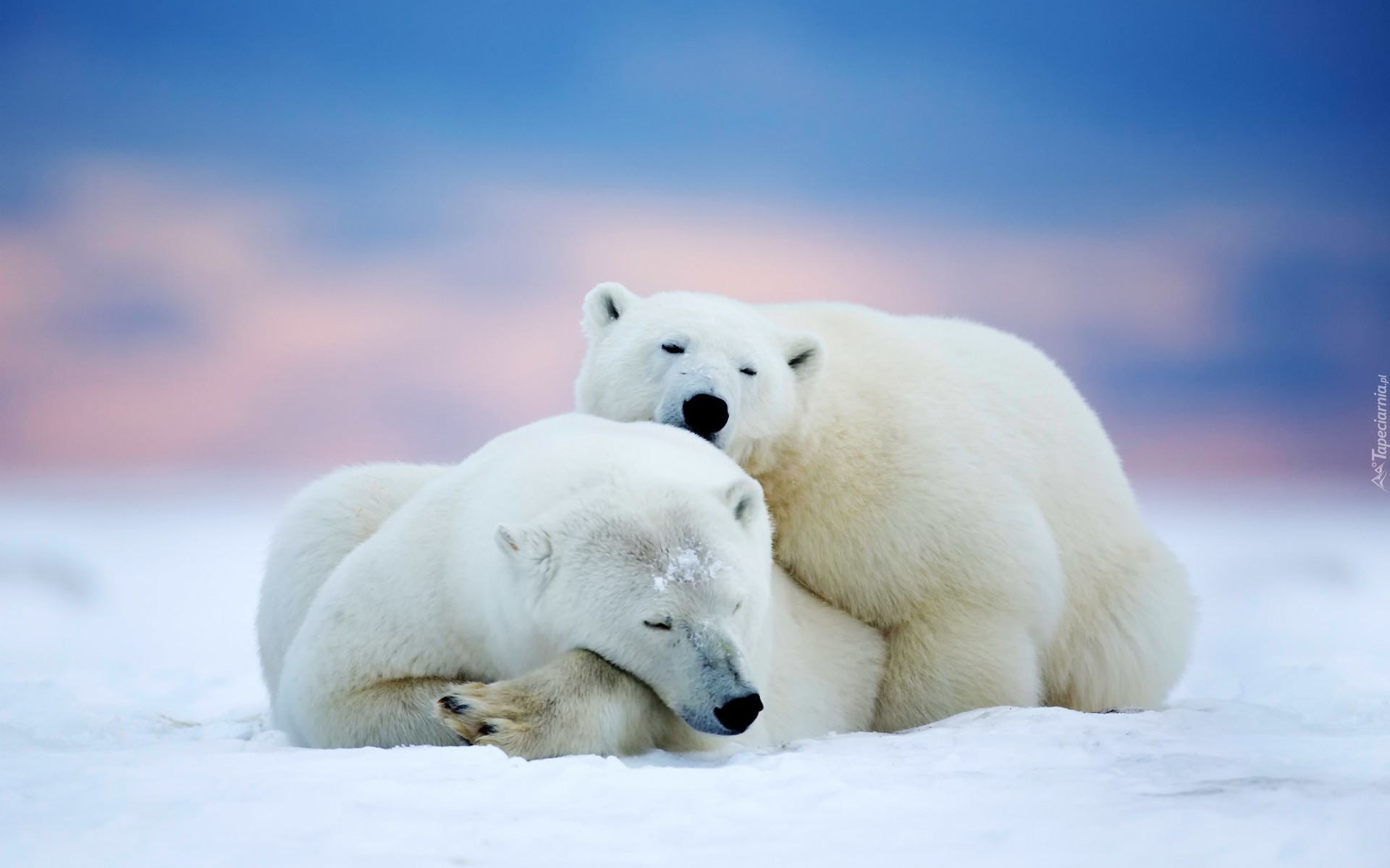 Một bức tranh tuyệt đẹp của một con gấu bắc cực