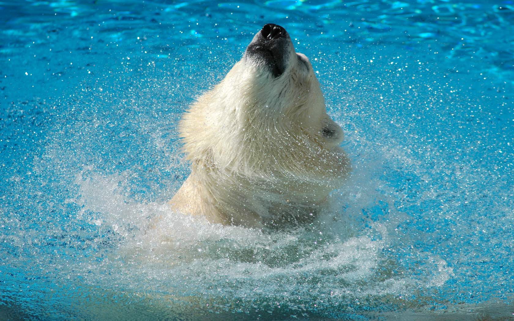 Hình ảnh con gấu bắc cực đẹp tuyệt vời