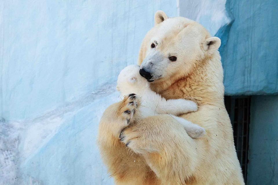 Một hình ảnh tuyệt đẹp của một con gấu bắc cực đang bế em bé