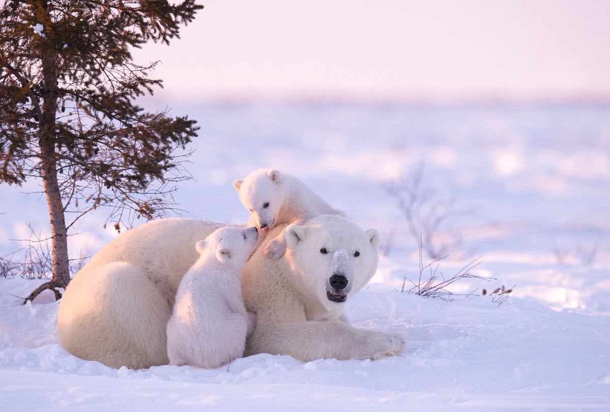 Ảnh gấu bắc cực ôm em bé dễ thương