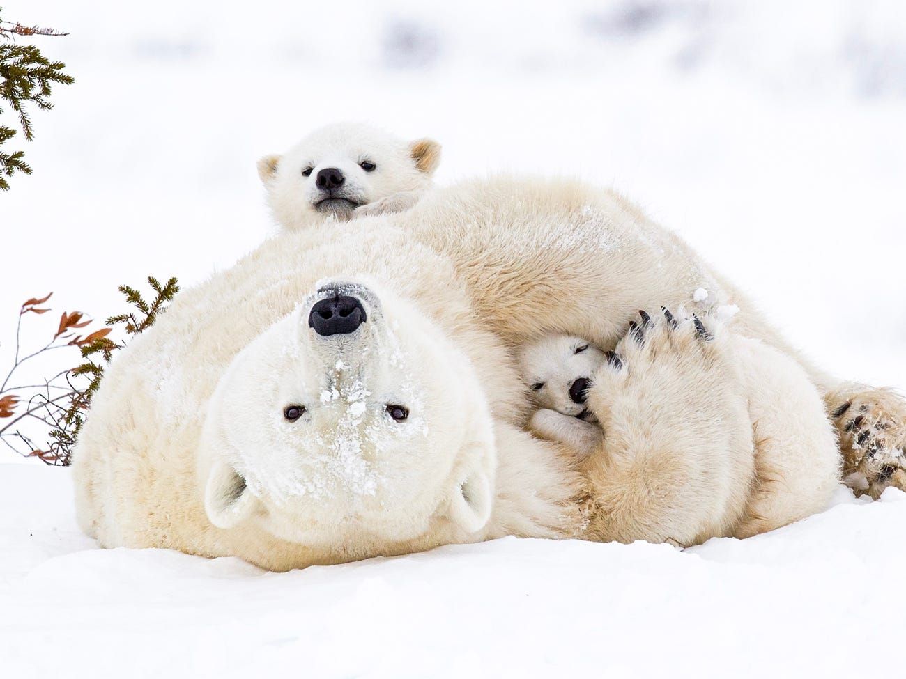 Hình ảnh đẹp nhất của một con gấu bắc cực