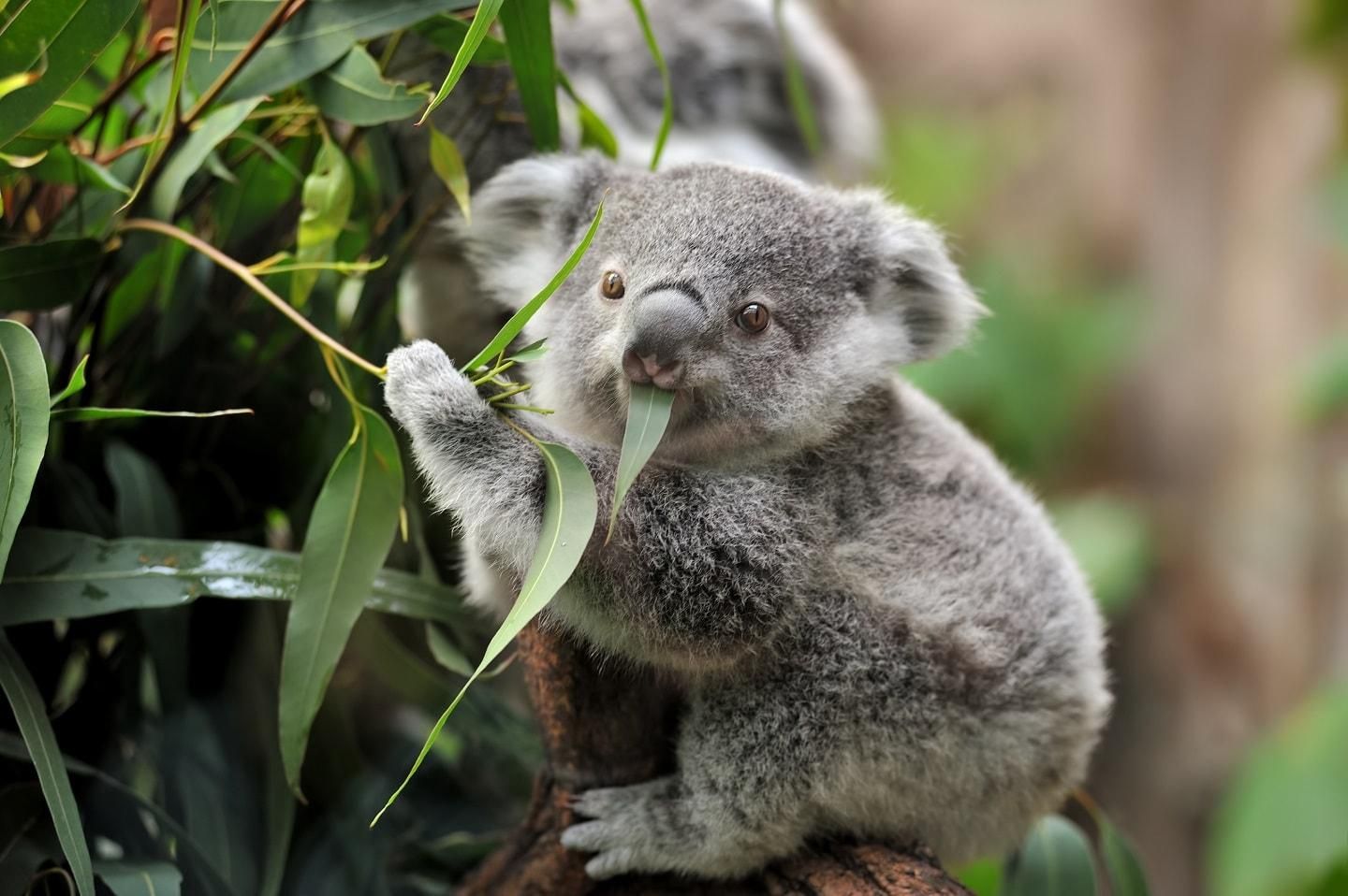 Ảnh gấu Koala ngộ nghĩnh đáng yêu