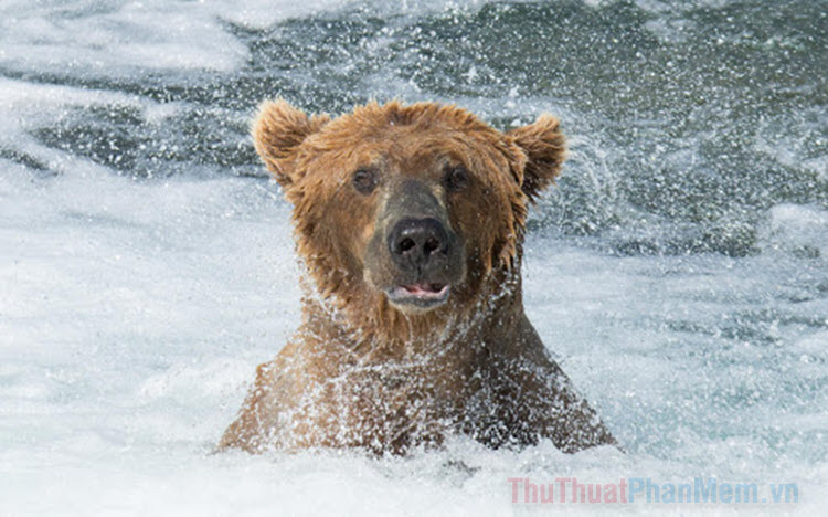 Con gấu tím dưới nước đẹp nhất