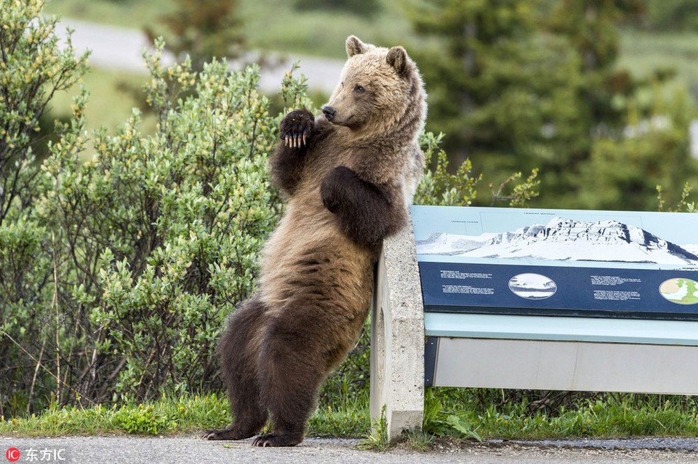Những hình ảnh tuyệt vời về gấu hoang dã