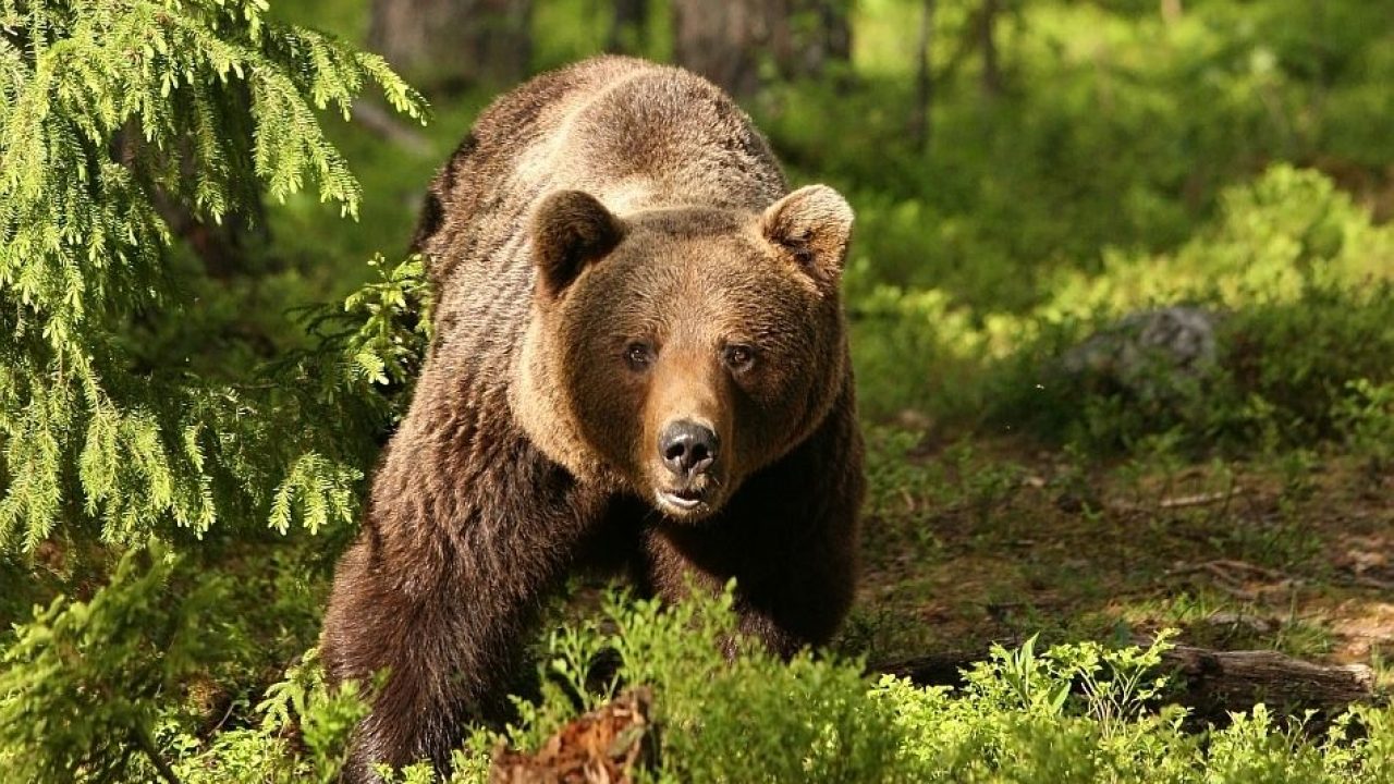 Ảnh gấu nâu trong môi trường sống hoang dã đẹp nhất