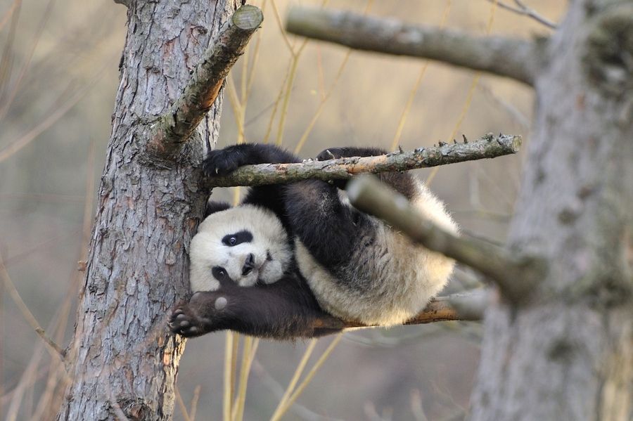 Hình ảnh gấu trúc panda đẹp và rất thú vị