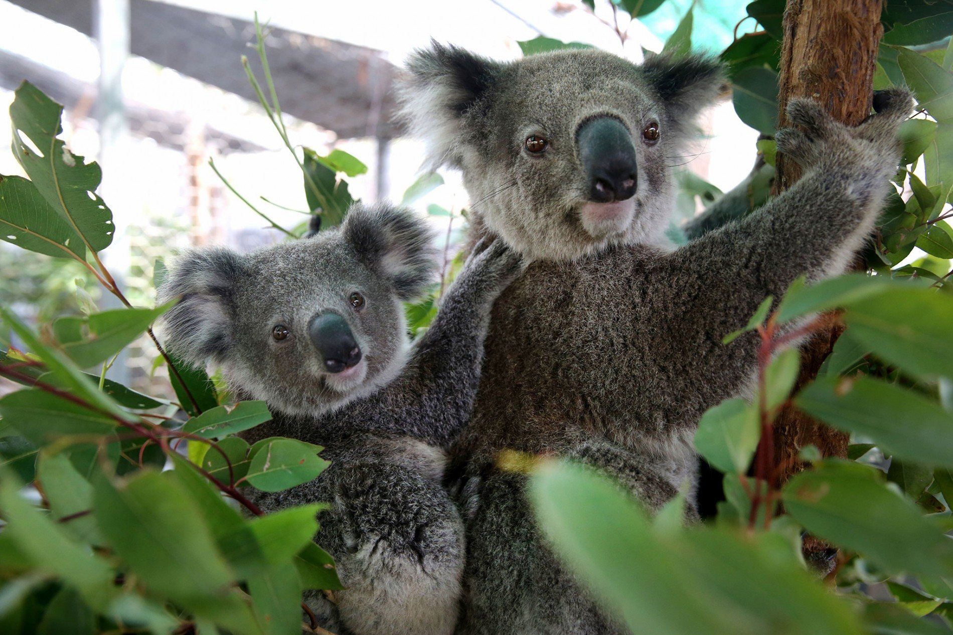 Hình ảnh của Bear Koala