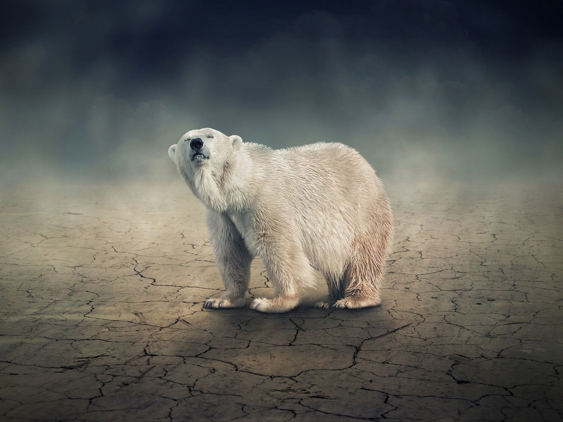 Hình ảnh gấu bắc cực đẹp và dễ thương