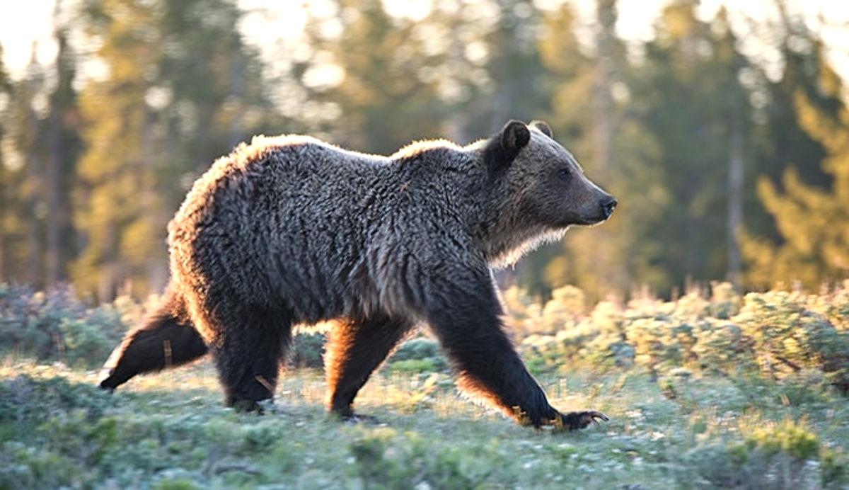 Một bức tranh đẹp của một con gấu nâu