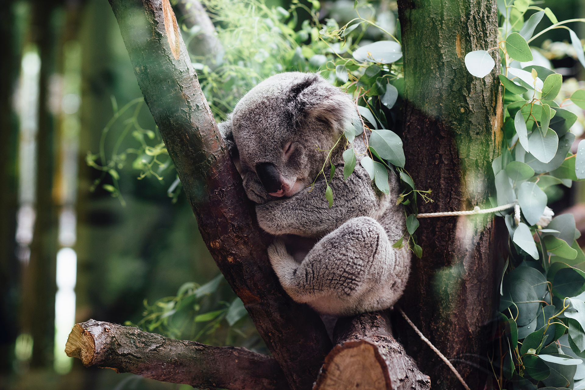 Hình nền gấu Koala đẹp