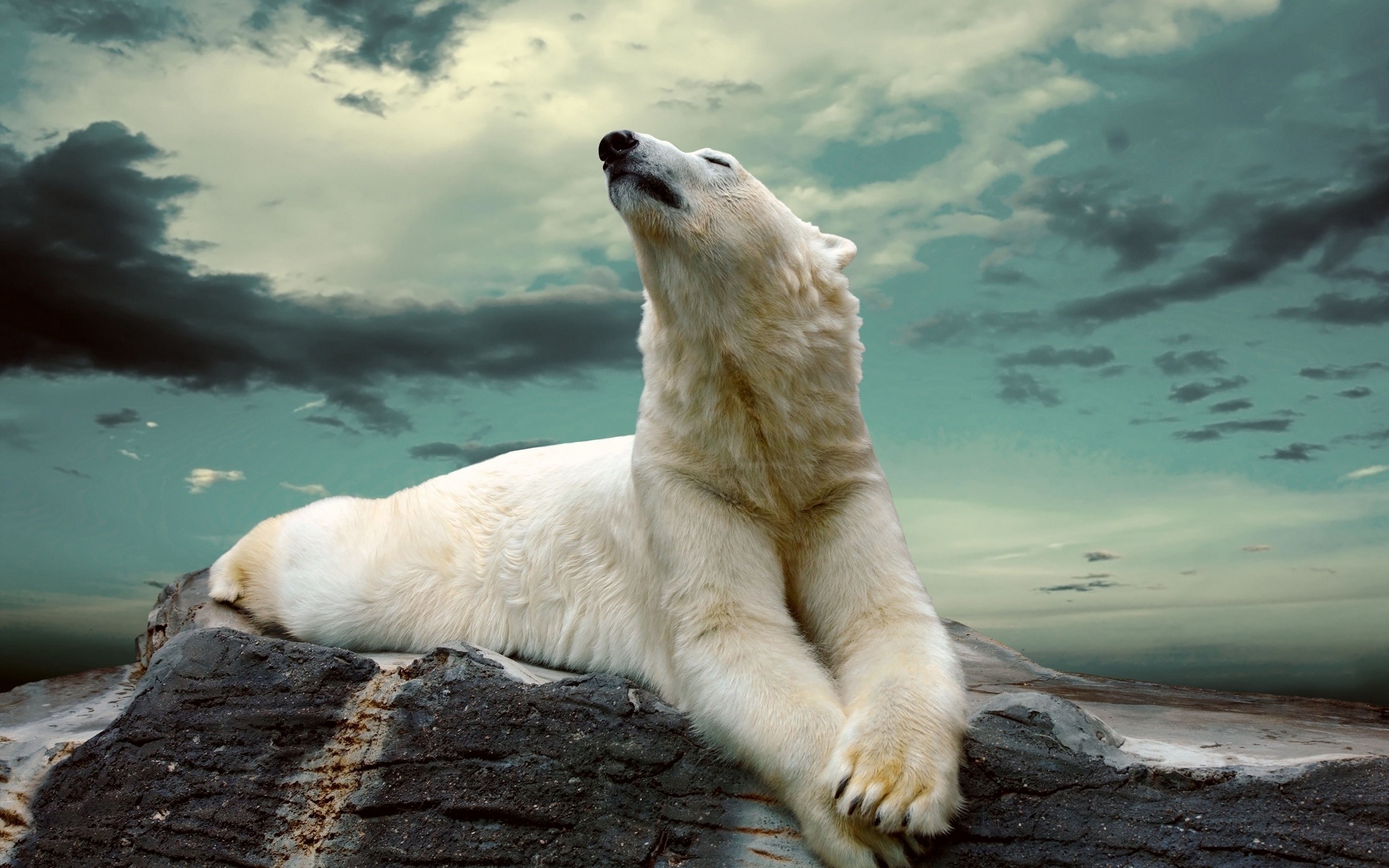 Hình nền gấu trắng Bắc Cực cực ngầu