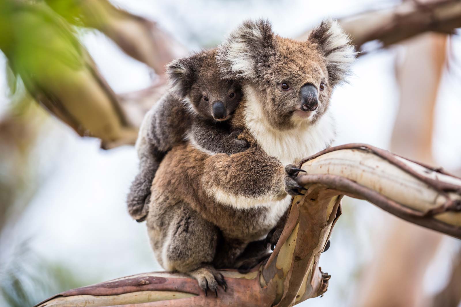 Hình ảnh gấu Koala