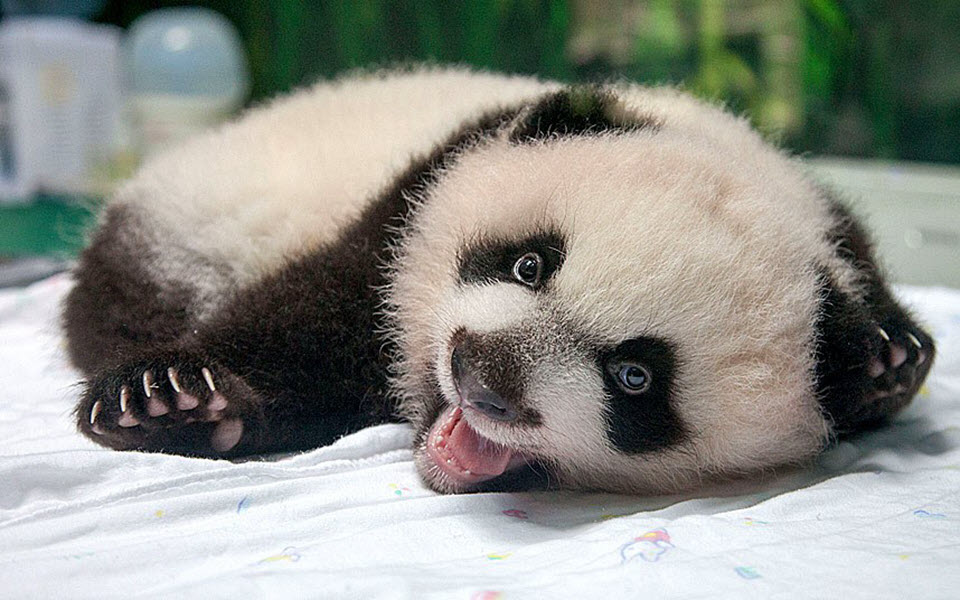Panda Images